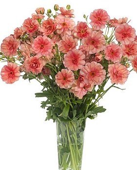 Лютик гибридный Батерфляй Эрис /К 839675 Лютик гибридный Батерфляй Эрис /К 839675