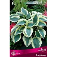 Хоста гибридная Блу Айвори (I) 1 шт 