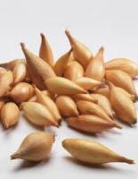 Лук-севок Олина 1кг +-10% 