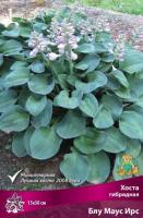 Хоста гибридная Блу Маус Ирс (I) 1 шт 