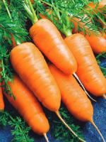 Морковь Шантенэ 2461 10г