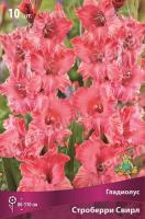 Гладиолус Строберри Свирл (10/12) 5шт 