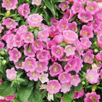 Поиск Колокольчик средний Розовый 0,1г Поиск Колокольчик средний Розовый 0,1г