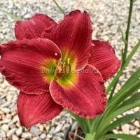 Лилейник гибридный Ред Хот Ритернз (I) 1 шт