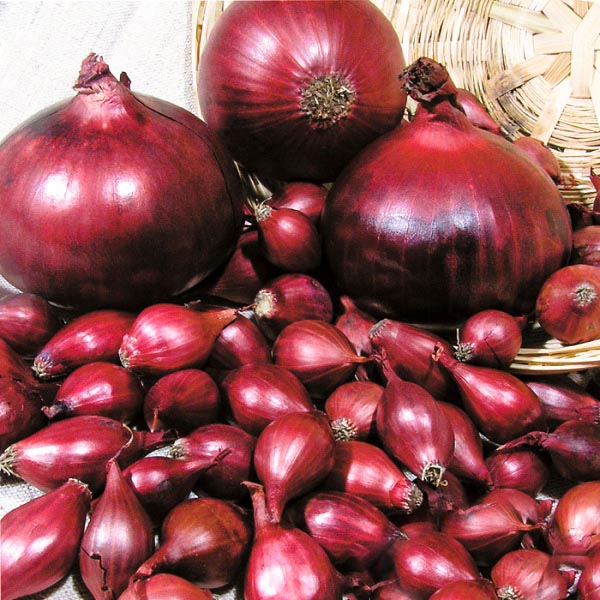 Лук-севок Ред Барон 21-24 0,5кг 