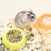 Хомяк джунгарский Хомяк джунгарский