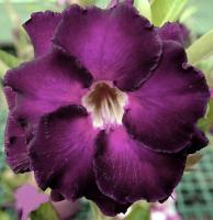 Адениум Ночной Ангел DESERT ROSE 3шт Адениум Ночной Ангел DESERT ROSE 3шт