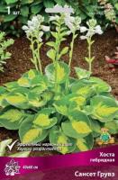 Хоста гибридная Сансет Грувз (I) 1шт 