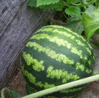 Арбуз Фотон 6г Арбуз Фотон 6г