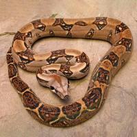 Змея Удав императорский Boa constrictor imperator VPI Змея Удав императорский Boa constrictor imperator VPI
