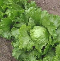 Салат Крупнокочанный 5г Салат Крупнокочанный 5г