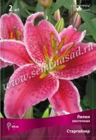Лилия Восточная Старгейзер (12/14) 3 шт