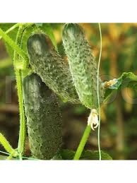 Rijk Zwaan Фермерская Огурец Шопен F1 100шт Rijk Zwaan Фермерская Огурец Шопен F1 100шт