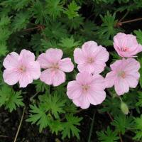 Герань Vision Pink Apex садовая 3 шт Герань Vision Pink Apex садовая 3 шт