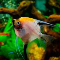 Скалярия микс М Скалярия микс М