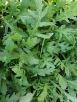 Пряность Руккола Сицилия 20*0,5 г