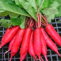 Сем Алт ч/б Редис Красный Великан 2г 