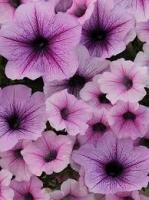 Петуния Шок Вейв пинк вайн F1 (Минитуния) суперкаскад. 4 шт. 