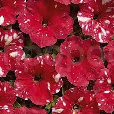 Петуния Красный леопард F1 5 шт  Петуния Красный леопард F1 5 шт
