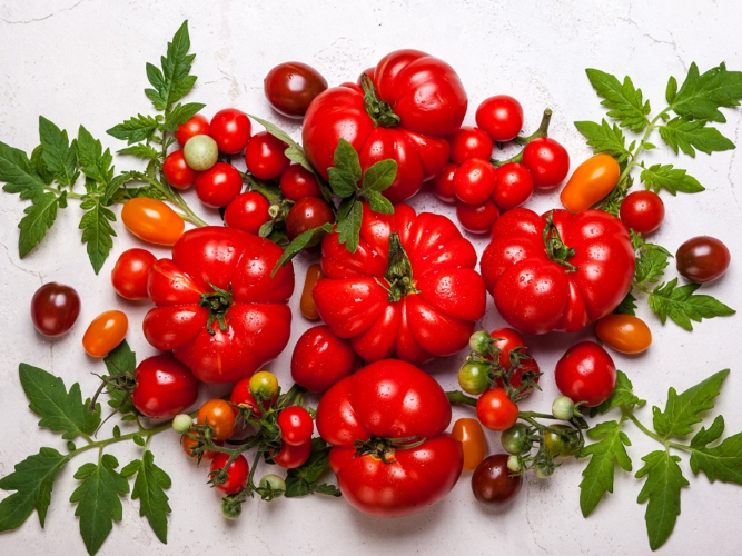 Совка на томатах. Как не допустить повреждений? Совка на томатах. Как не допустить повреждений?