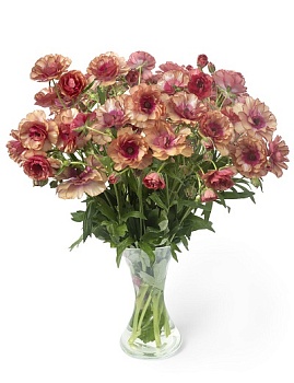 Лютик гибридный Батерфляй Муза /К 839679 Лютик гибридный Батерфляй Муза /К 839679