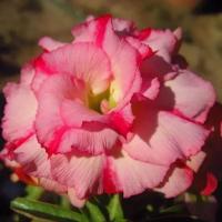 Адениум тучный "Wanida" 3шт Адениум тучный "Wanida" 3шт