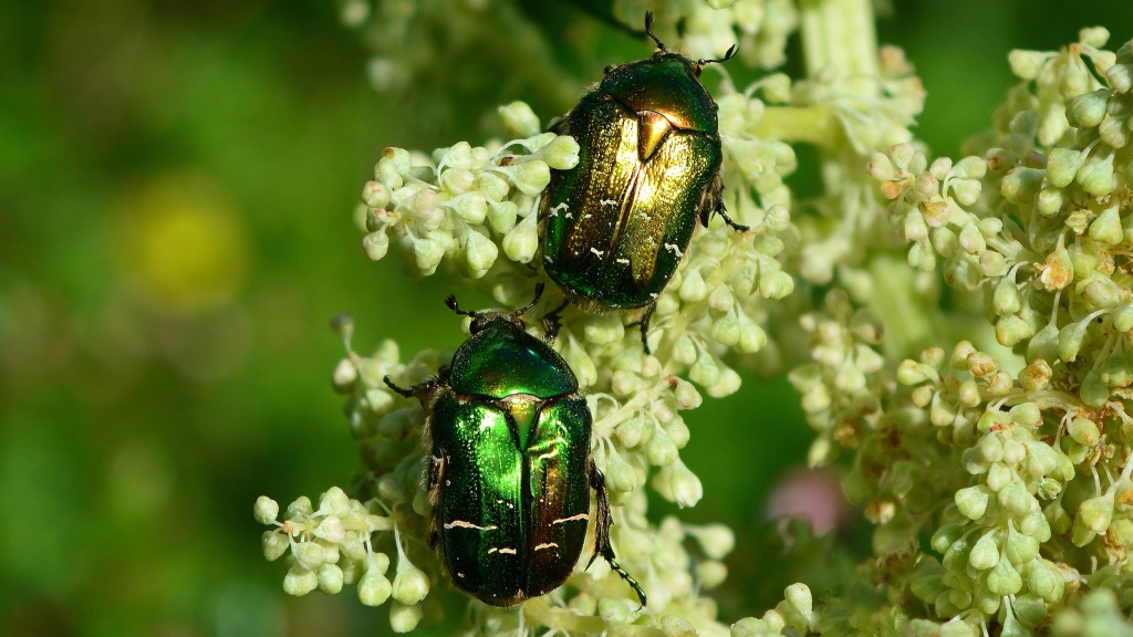 Обработка сада от вредителей в апреле Обработка сада от вредителей в апреле