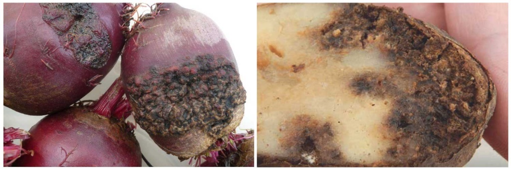 на-клубнях.jpg на-клубнях.jpg