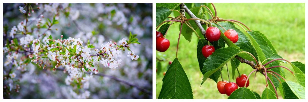 цветение-вишни.jpg цветение-вишни.jpg