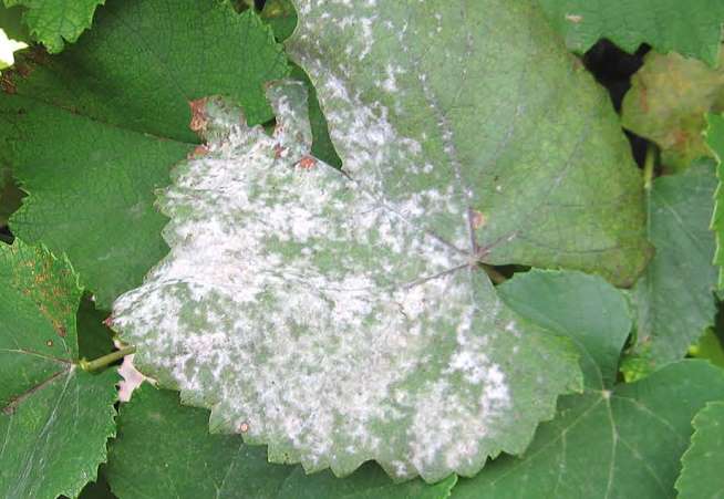 мучнистая роса.jpeg