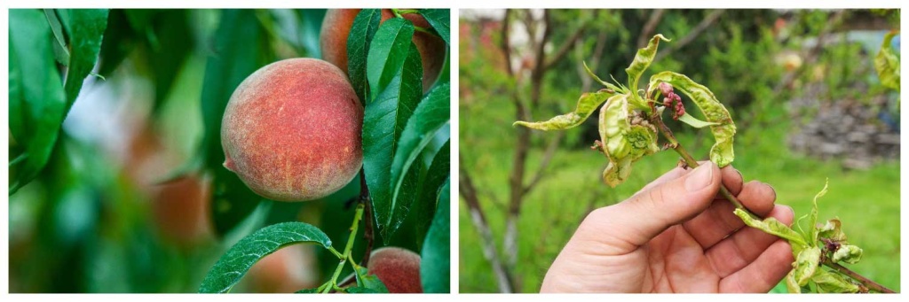 курчавость2.jpg курчавость2.jpg