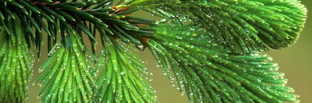 Хвойники.jpg Хвойники.jpg