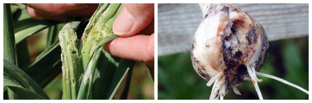 вредители.jpg вредители.jpg