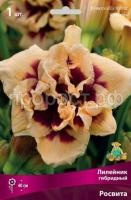 Лилейник гибридный Росвита Лилейник гибридный Росвита