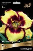 Лилейник гибридный Калико Джек Лилейник гибридный Калико Джек