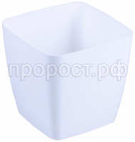 крокус бел крокус бел