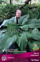 Хоста гибридная Ти Рекс Хоста гибридная Ти Рекс