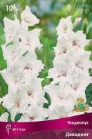 gladiolus-krupnotsvetkovyy-dekadent gladiolus-krupnotsvetkovyy-dekadent