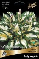 Хоста гибридная Файр энд Айс Хоста гибридная Файр энд Айс