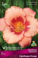 Лилейник гибридный Строберри Кэнди Лилейник гибридный Строберри Кэнди