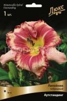 Лилейник гибридный Аутстандинг Лилейник гибридный Аутстандинг