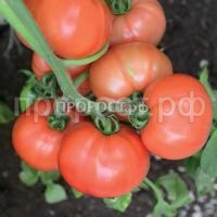 Томат Персиановский F1