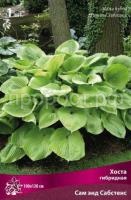 Хоста гибридная Сам энд Сабстенс