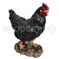 курица черн