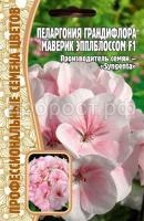 пеларгония маверик эпплблоссом пеларгония маверик эпплблоссом