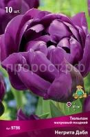 Тюльпан махровый поздний Негрита Дабл_ Тюльпан махровый поздний Негрита Дабл_