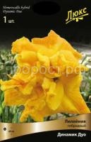 Лилейник гибридный Динамик Дуо Лилейник гибридный Динамик Дуо