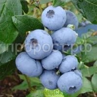 Без названия Без названия