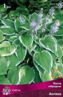 Хоста гибридная Антиох Хоста гибридная Антиох