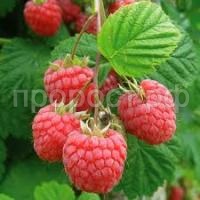 Без названия (1) Без названия (1)